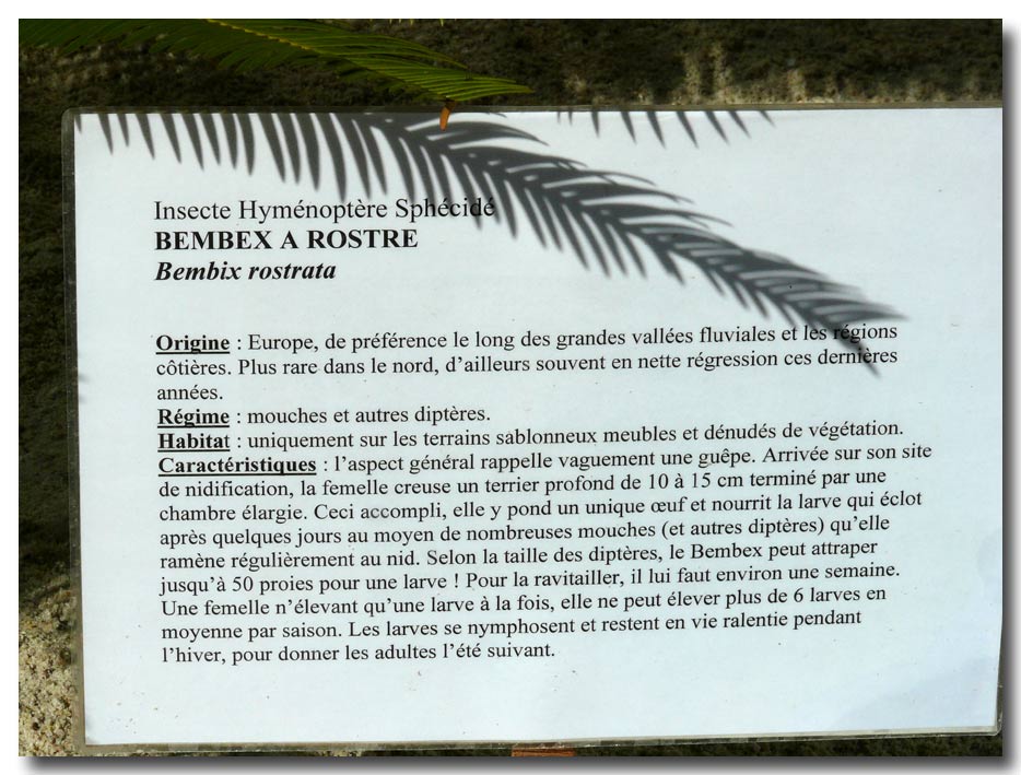 Paese che vai....Bembix rostrata (Crabronidae)